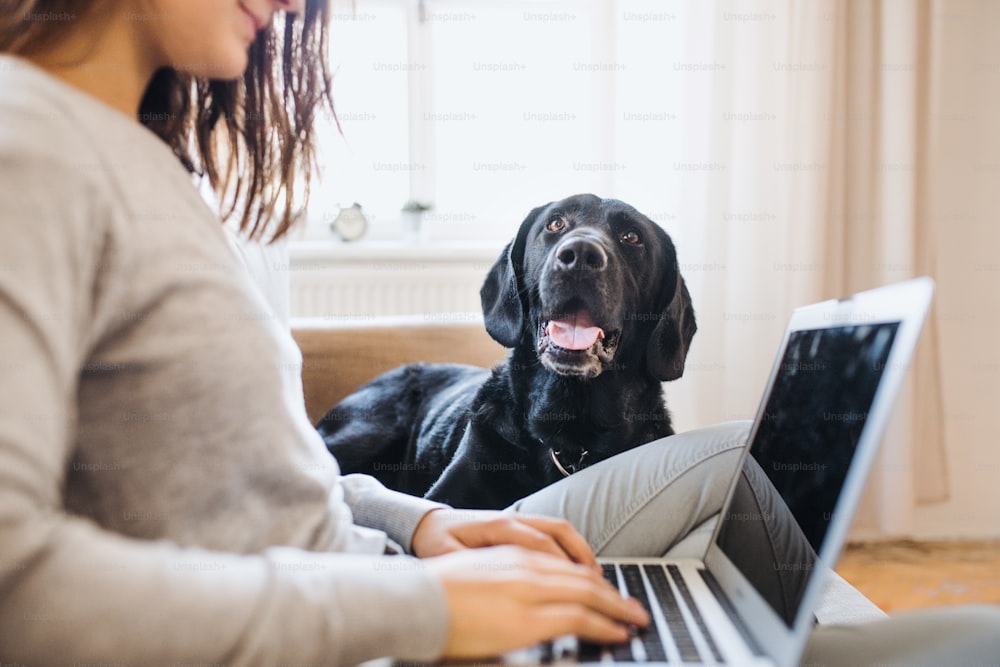 Ein Mittelteil eines nicht wiederzuerkennenden Teenager-Mädchens mit einem Hund, der drinnen auf einem Sofa sitzt und an einem Laptop arbeitet.