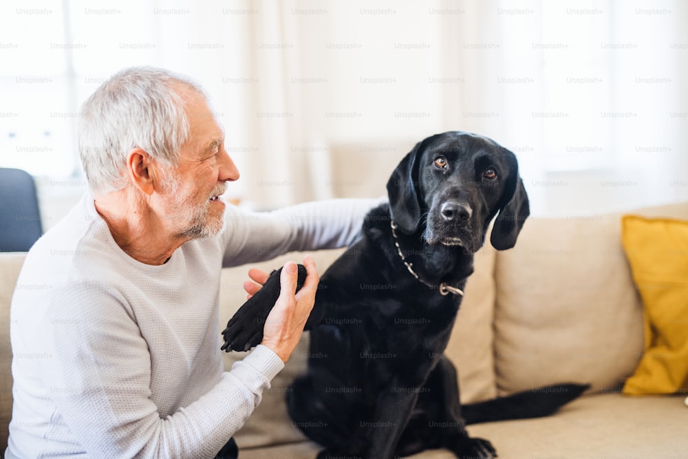 Un vieil homme heureux jouant avec un chien noir à l’intérieur à la maison.