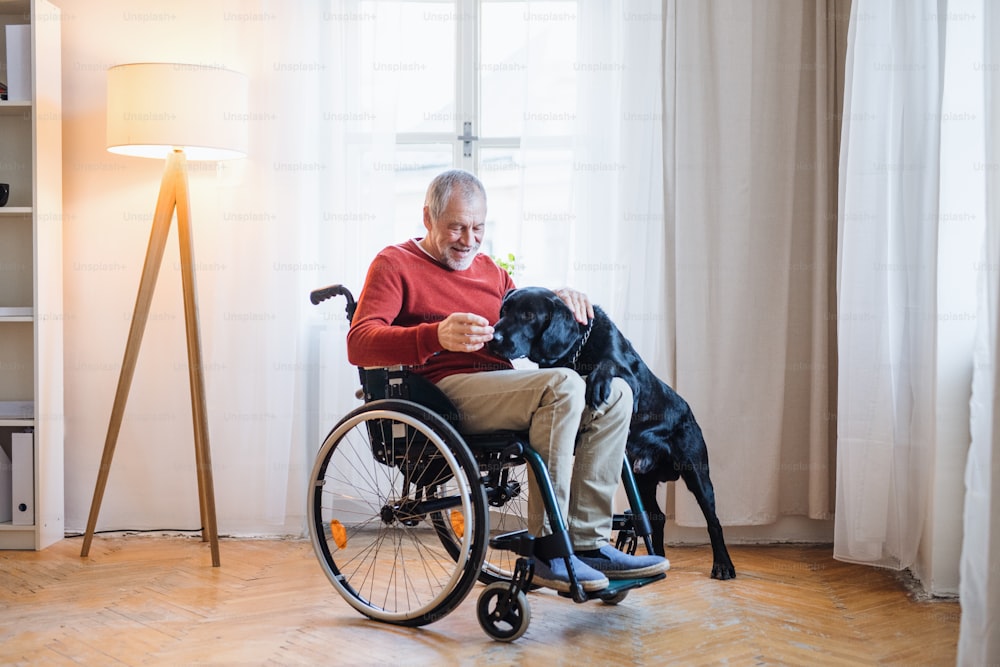 Un anziano disabile in sedia a rotelle al chiuso che gioca con un cane domestico a casa. Copia spazio.