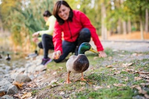 自然の中で公園の屋外の湖のほとりで、休んでいるときにアヒルに餌をやる2人の女性ランナー。