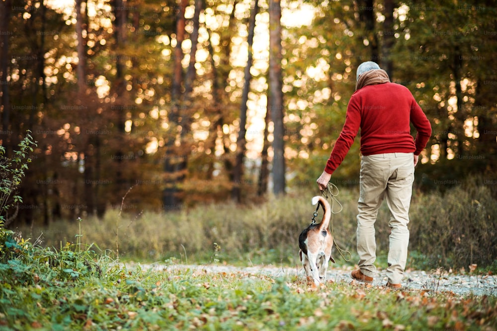 Una vista posteriore di un uomo anziano che cammina con un cane in una natura autunnale al tramonto. Copia spazio.