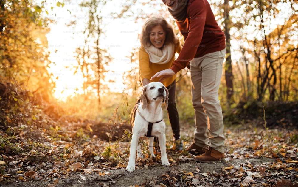 Um casal sênior feliz com um cachorro em um passeio em uma natureza de outono ao pôr do sol, se divertindo.