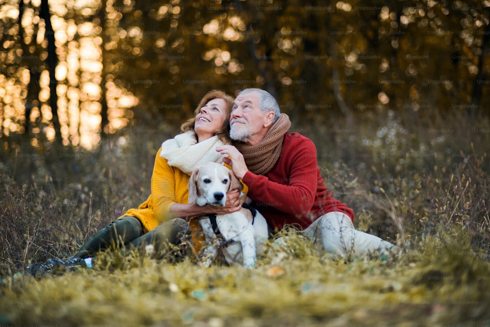 夕暮れ時に秋の自然の中で散歩する犬と幸せな老夫婦。