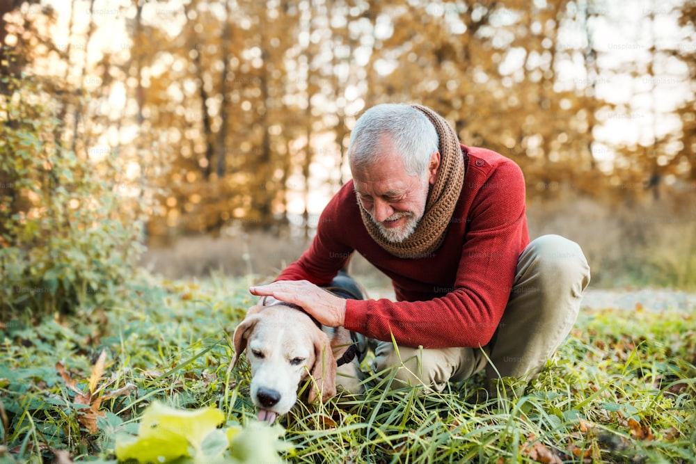 Un homme âgé heureux avec un chien lors d’une promenade dans une nature automnale au coucher du soleil.