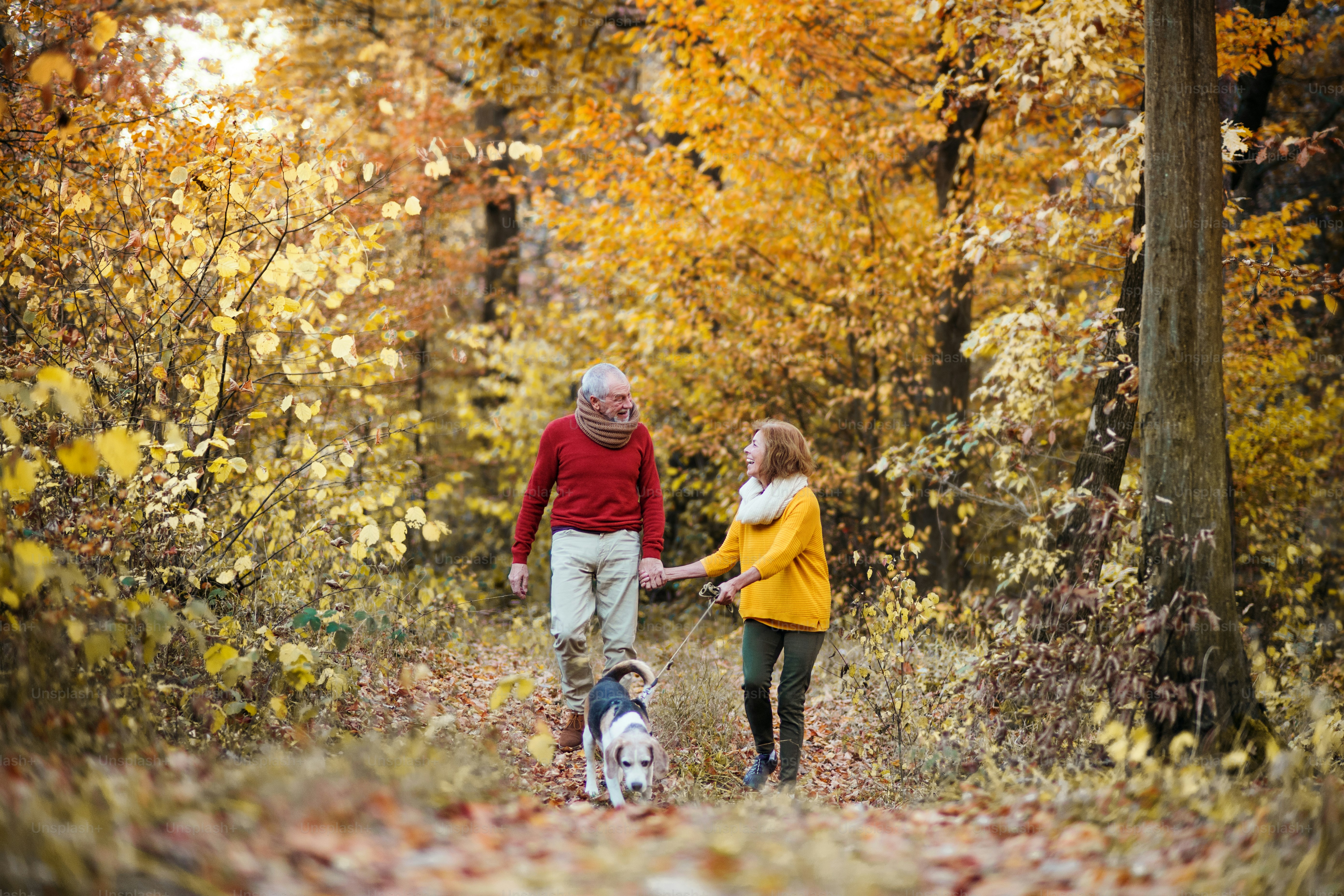 A happy senior couple with a dog standing in an autumn nature, hugging