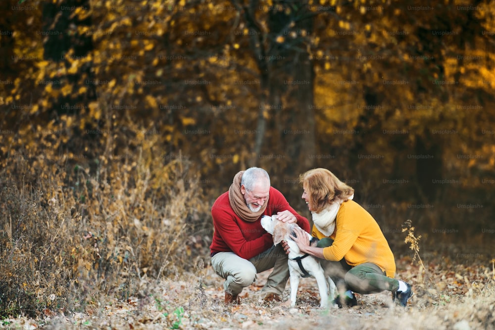 秋の自然の中で犬を連れた幸せな老夫婦。