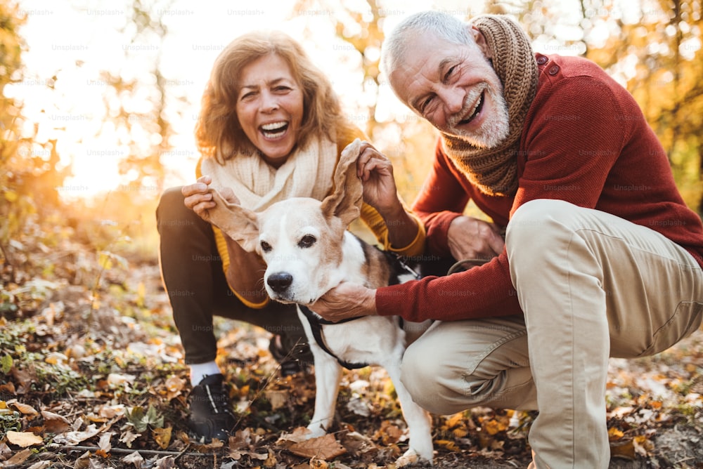 Ein glückliches älteres Paar mit einem Hund auf einem Spaziergang in einer herbstlichen Natur bei Sonnenuntergang, Spaß habend.