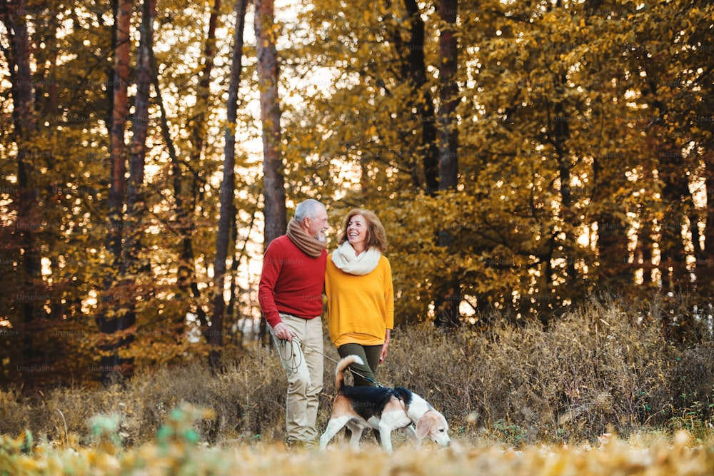 A happy senior couple with a dog on a walk in an autumn nature, holding hands.