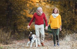 Ein glückliches älteres Paar mit einem Hund auf einem Spaziergang in einer herbstlichen Natur, Händchen haltend.