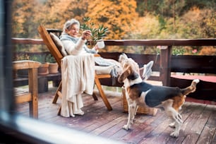 秋の晴れた日に屋外のテラスに座って犬と遊ぶコーヒーを飲んだ年配の女性。