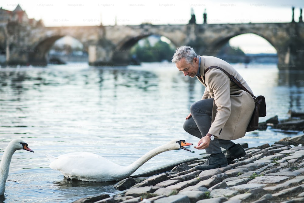 Empresário bonito maduro de pé junto ao rio Vltava na cidade de Praga, alimentando um cisne. Espaço de cópia.