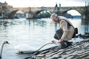 Bel homme d’affaires mature debout au bord de la rivière Vltava dans la ville de Prague, nourrissant un cygne. Espace de copie.