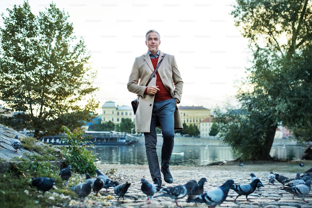 Mature handsome businessman walking by river Vltava in city of Prague, a flock of pigeons in front of him. Copy space.