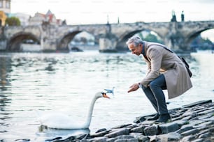 Empresário bonito maduro de pé junto ao rio Vltava na cidade de Praga, alimentando um cisne. Espaço de cópia.