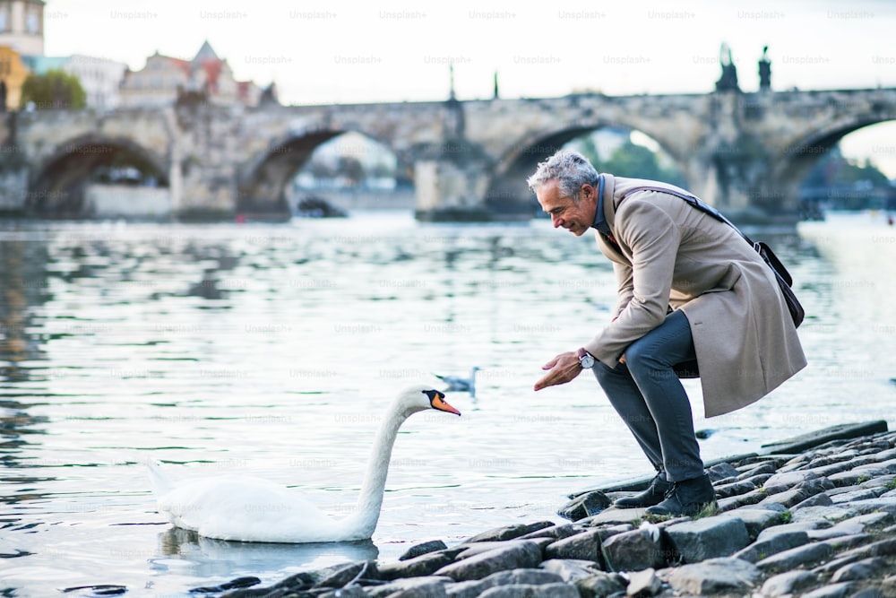 Mature handsome businessman standing by river Vltava in city of Prague, feeding a swan. Copy space.