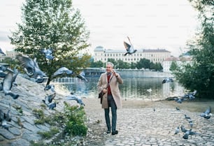 Bel homme d’affaires mature marchant le long de la rivière Vltava dans la ville de Prague, dispersant un troupeau de pigeons. Espace de copie.