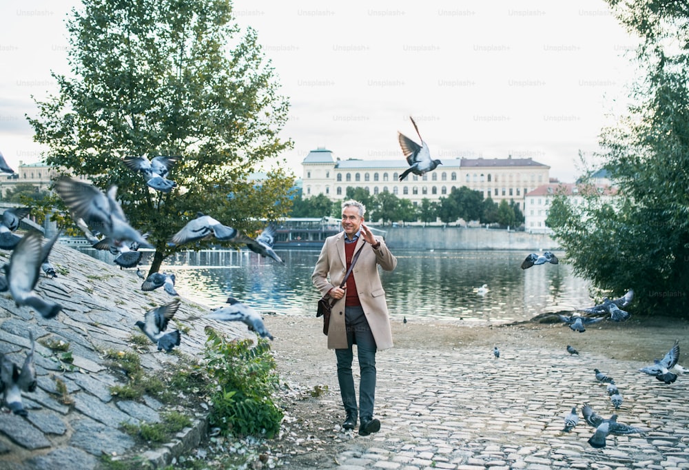 Mature handsome businessman walking by river Vltava in city of Prague, dispersing a flock of pigeons.Copy space.