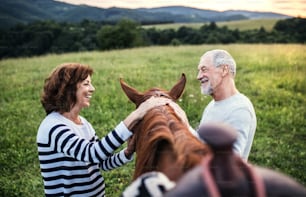 A crazy senior couple standing by and holding a horse outside in nature, looking at each other.