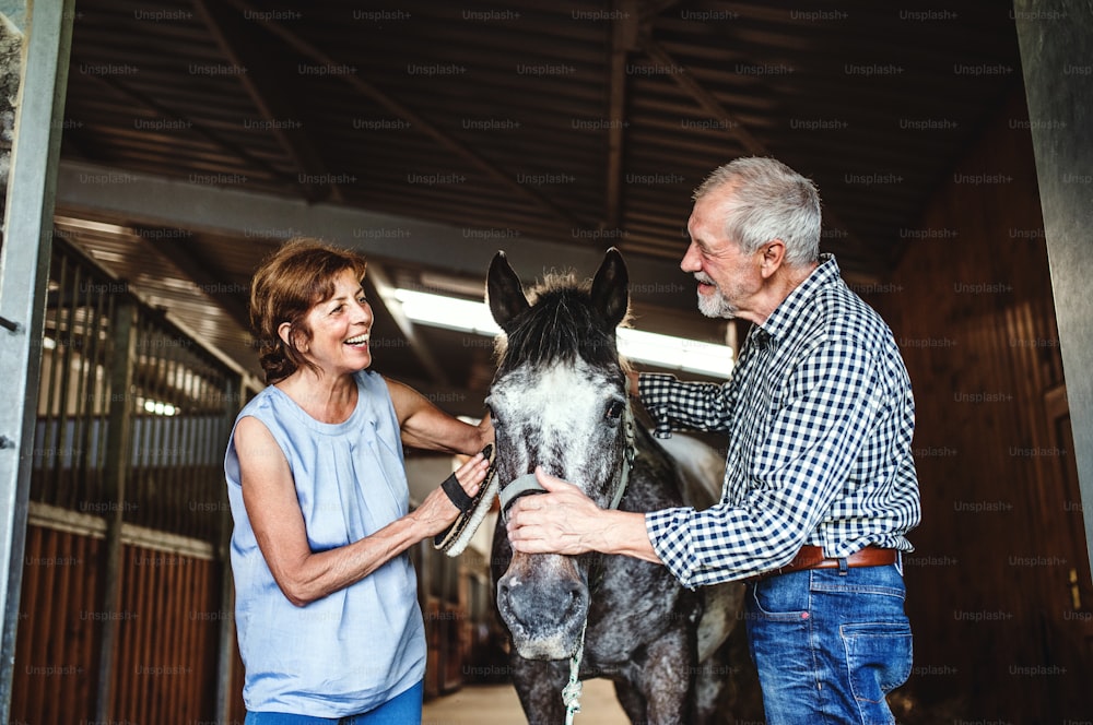 Una coppia di anziani gioiosi che accarezza un cavallo in una stalla.