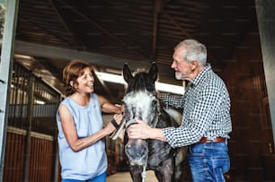A joyful senior couple petting a horse in a stable.