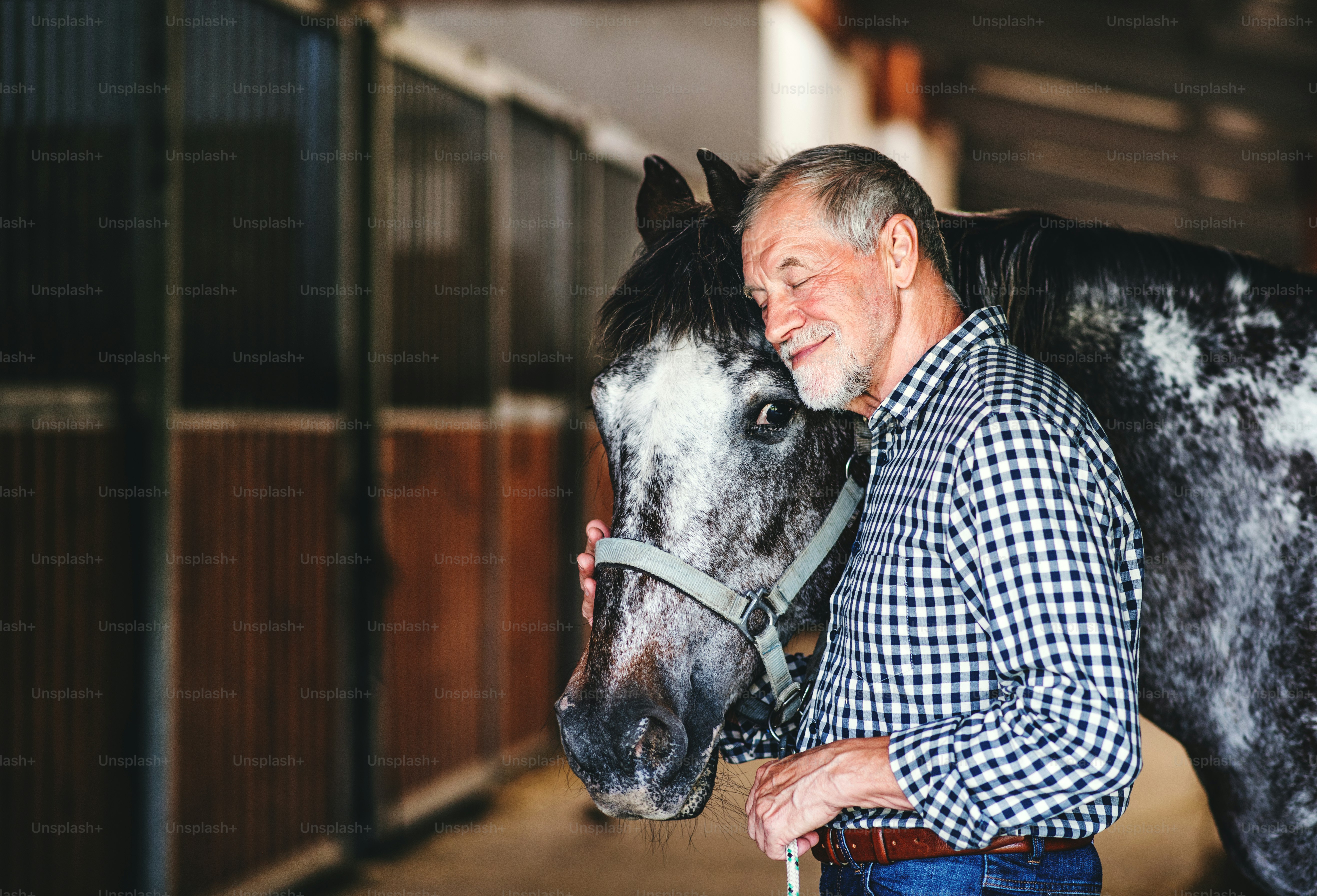 Um homem idoso feliz de pé perto de um cavalo em um estábulo, segurando-o.