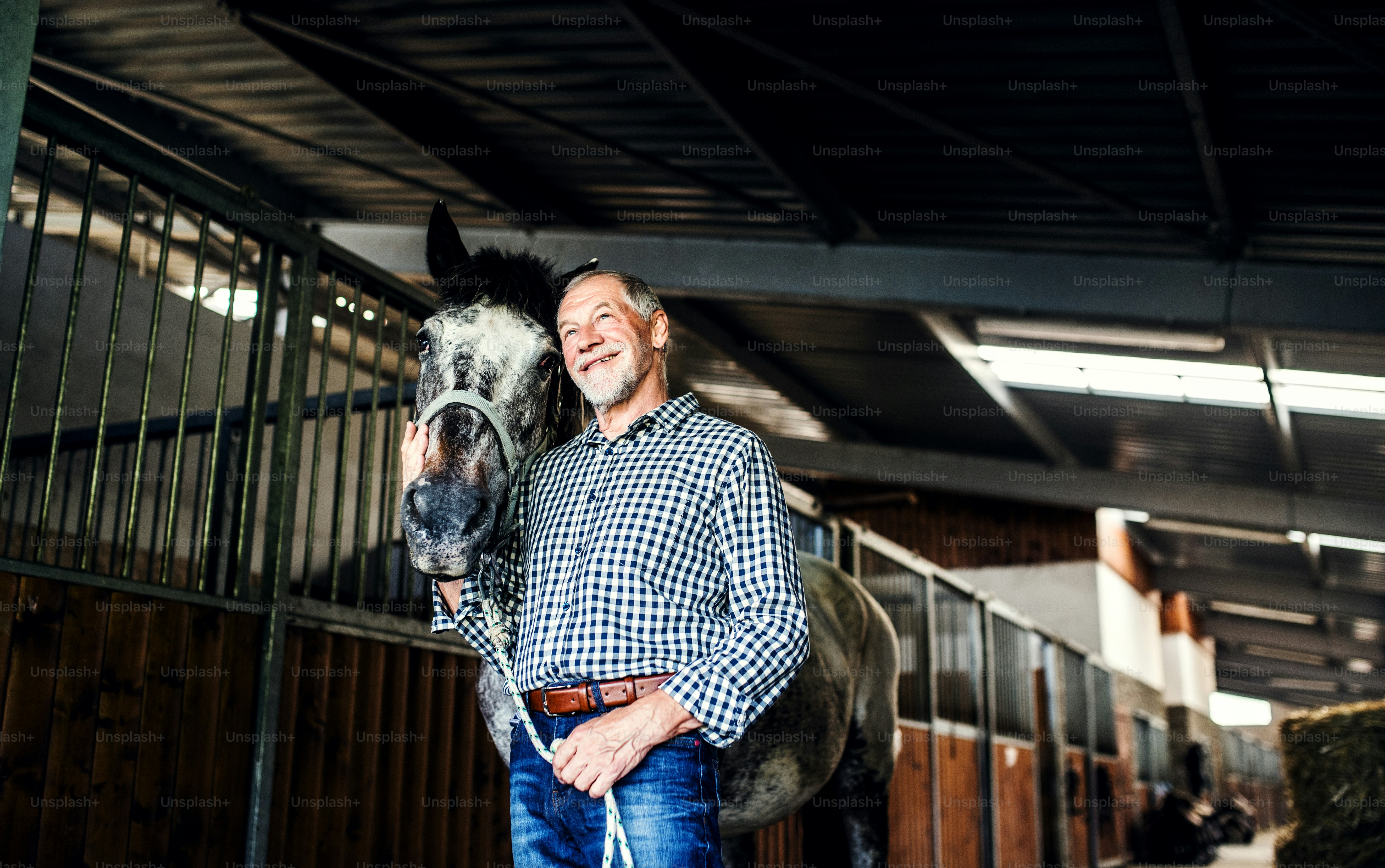 Um homem idoso feliz de pé perto de um cavalo em um estábulo, segurando-o.