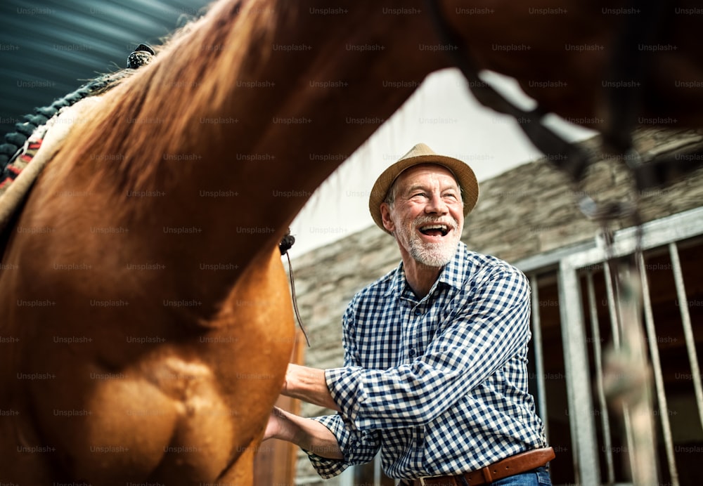 Um homem idoso com um chapéu colocando uma sela em um cavalo em um estábulo, dobrando-o.