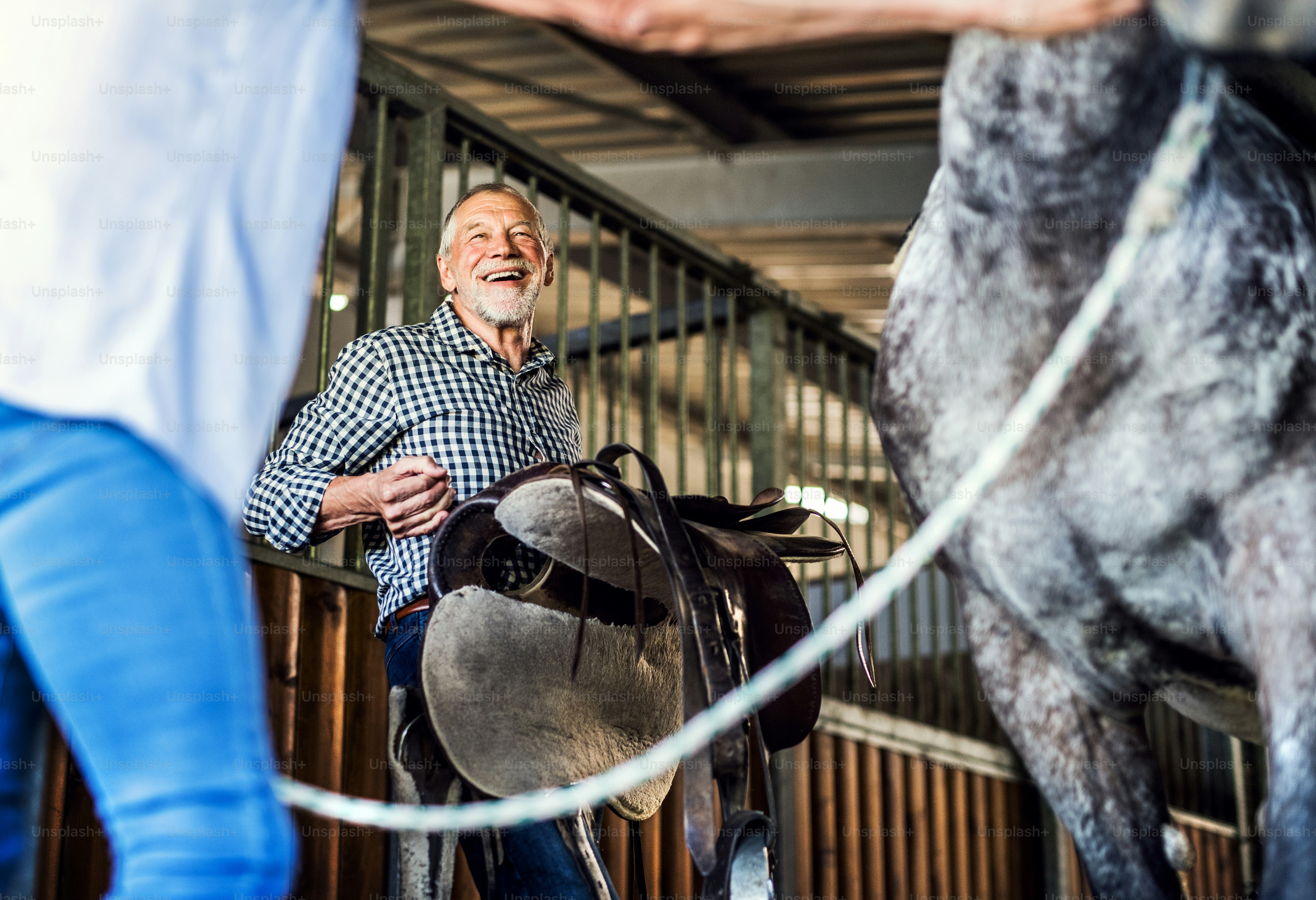 Una alegre pareja de ancianos poniendo una silla de montar en un caballo en un establo.