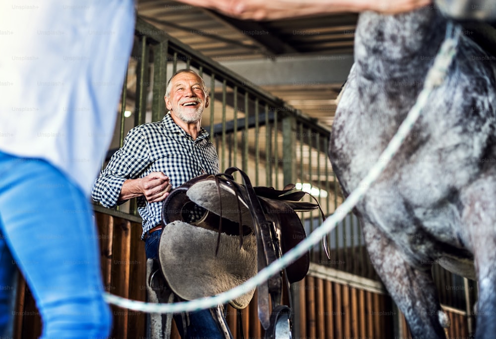 A joyful senior couple putting a saddle on a horse in a stable.