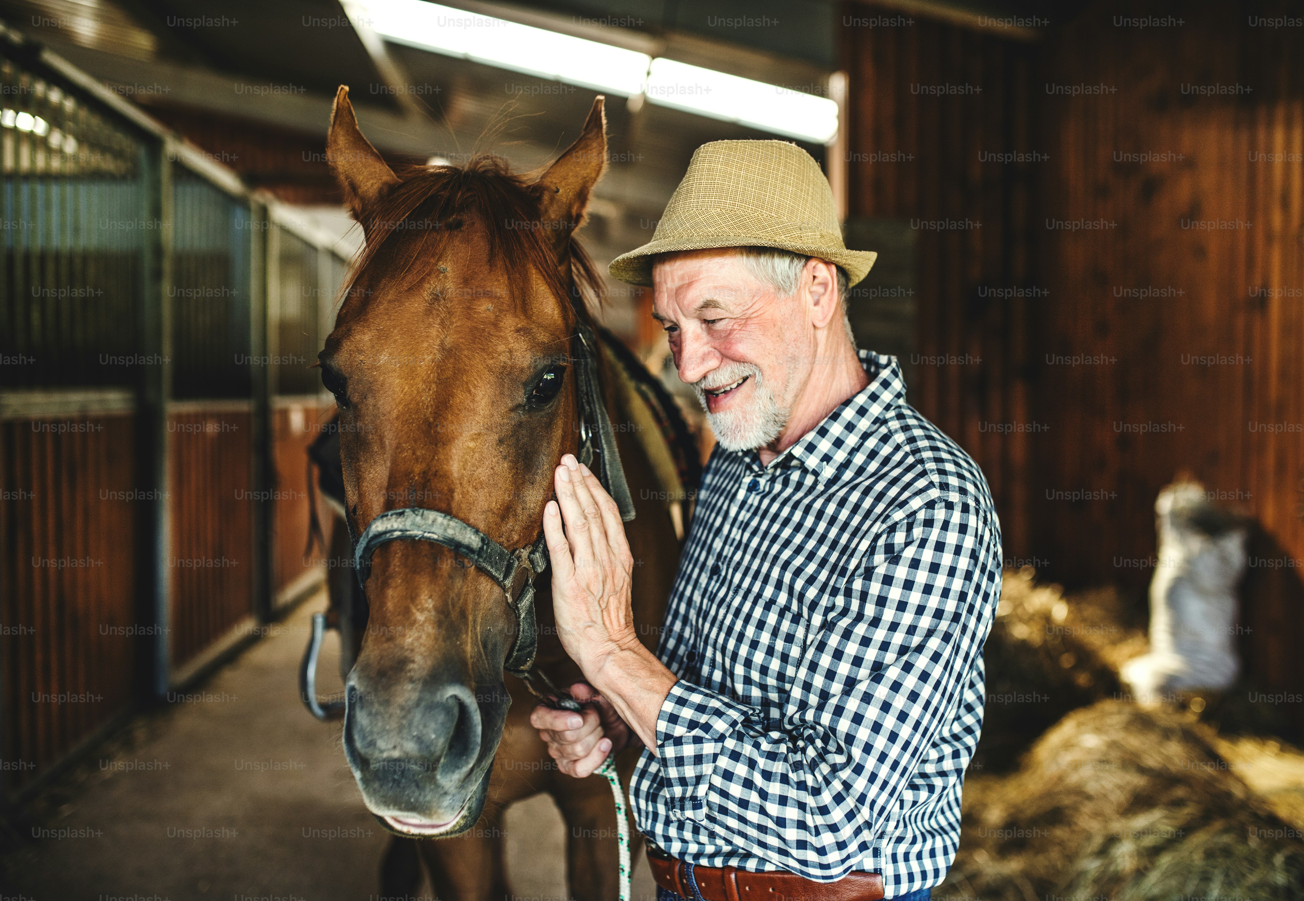 Um homem idoso feliz com um chapéu de pé perto de um cavalo em um estábulo, segurando-o.