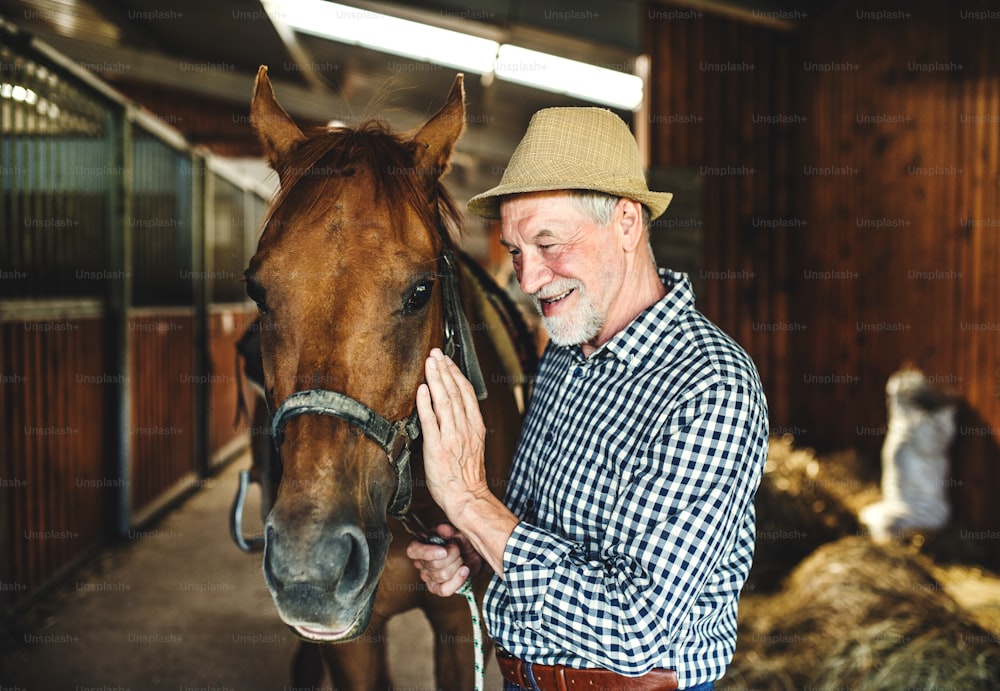 Um homem idoso feliz com um chapéu de pé perto de um cavalo em um estábulo, segurando-o.