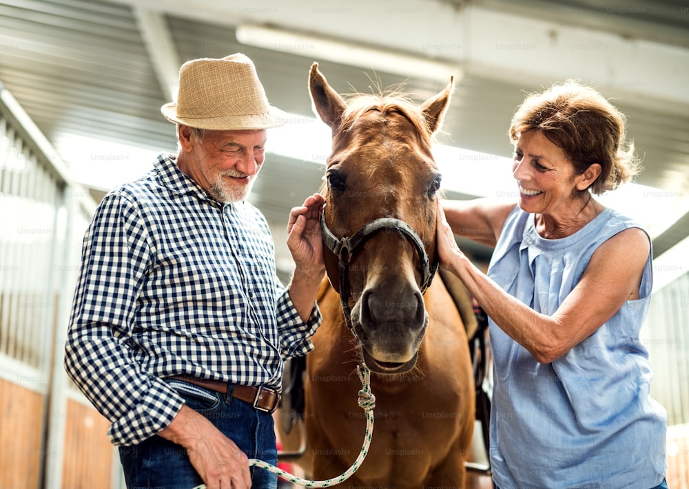 Ein Porträt eines glücklichen älteren Paares, das ein Pferd in einem Stall streichelt.