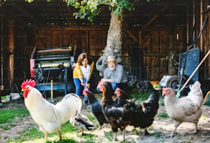 A joyful senior couple with hens on a farm.