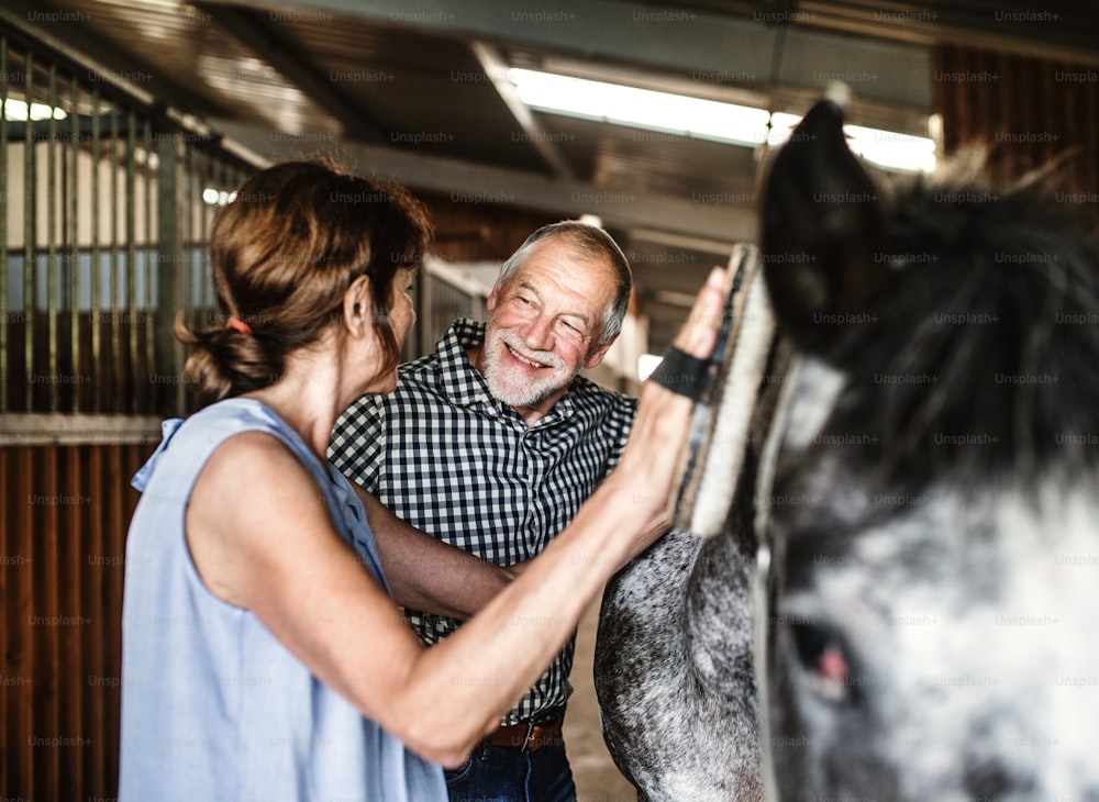 A close-up of joyful senior couple brushing a horse in a stable, talking.