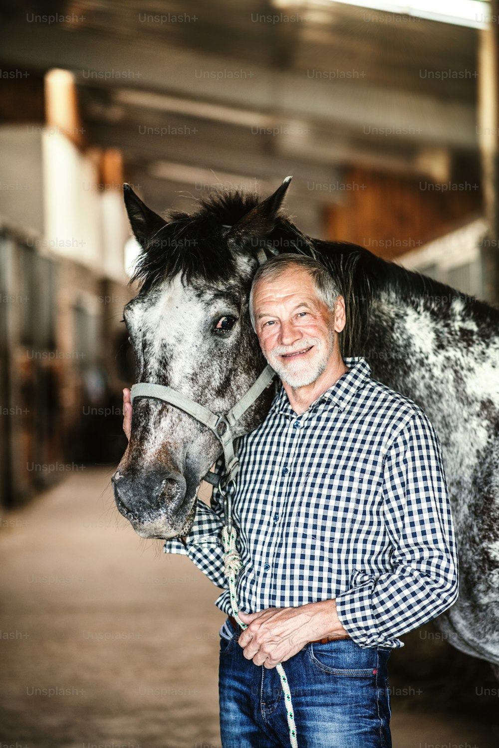 A happy senior man standing close to a horse in a stable, holding it.