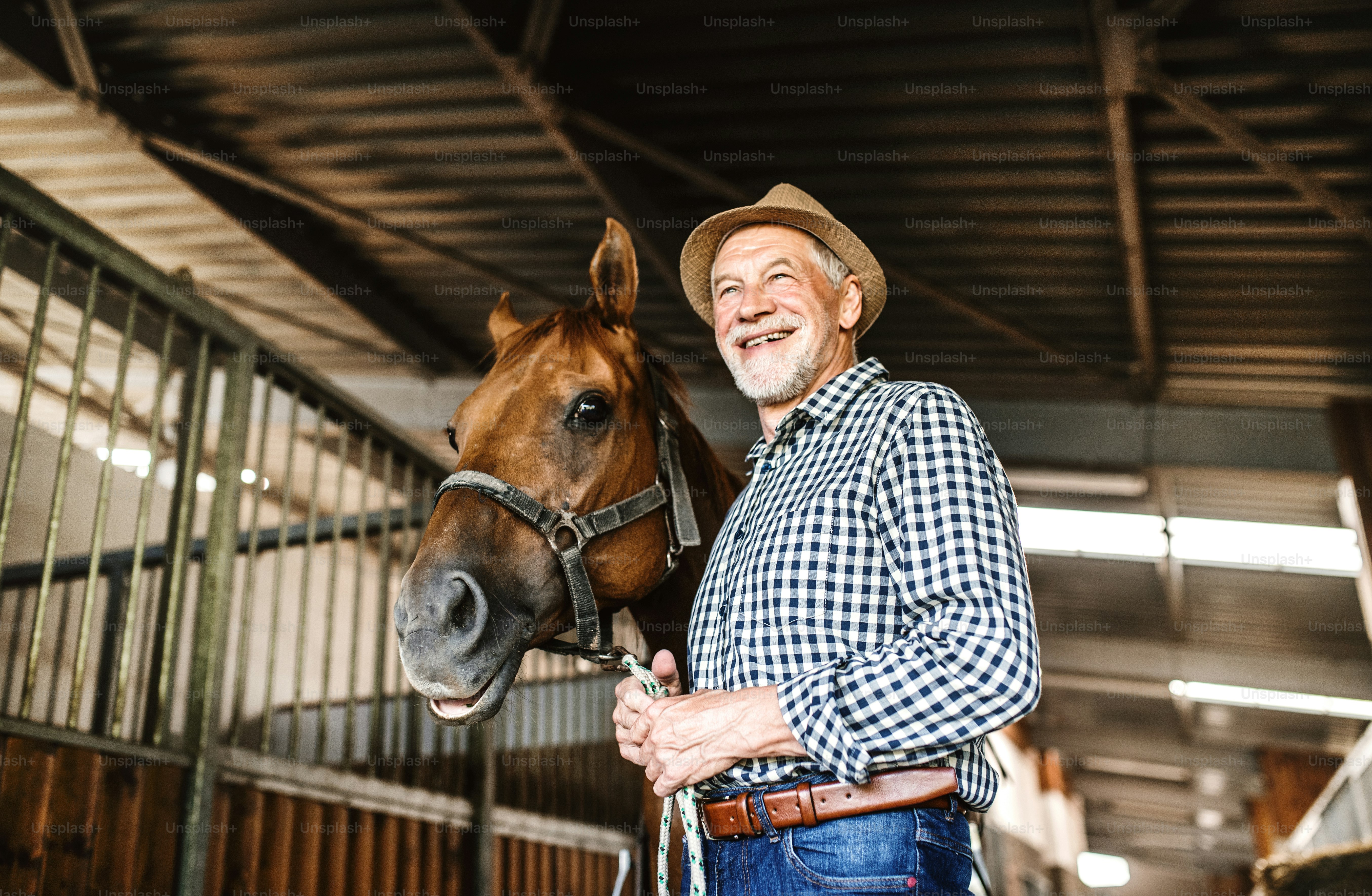 Um homem idoso feliz com um chapéu de pé perto de um cavalo em um estábulo, segurando-o.