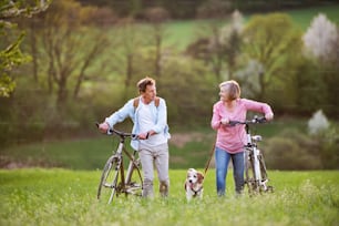 Beautiful senior couple outside in spring nature, walking with a dog and bicycles on grassland.