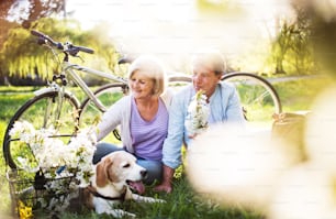 Belo casal sênior com um cão e bicicletas do lado de fora na natureza da primavera sob árvores em flor. Um homem e uma mulher apaixonados, sentados no chão.