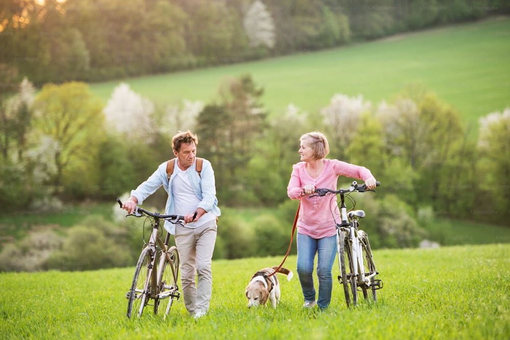 Beautiful senior couple outside in spring nature, walking with a dog and bicycles on grassland.