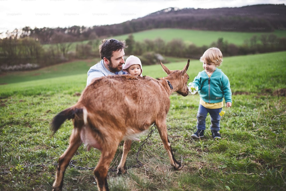 A father and his toddler children with an animal outside in spring nature. A little boy and a girl looking at a brown goat.