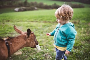 Un lindo niño pequeño alimentando a una cabra marrón afuera en la naturaleza primaveral.