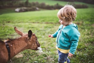 A cute toddler boy feeding a brown goat outside in spring nature.