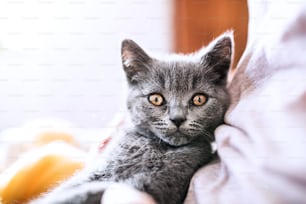 膝の上に子猫を持つ認識できない若い女性。