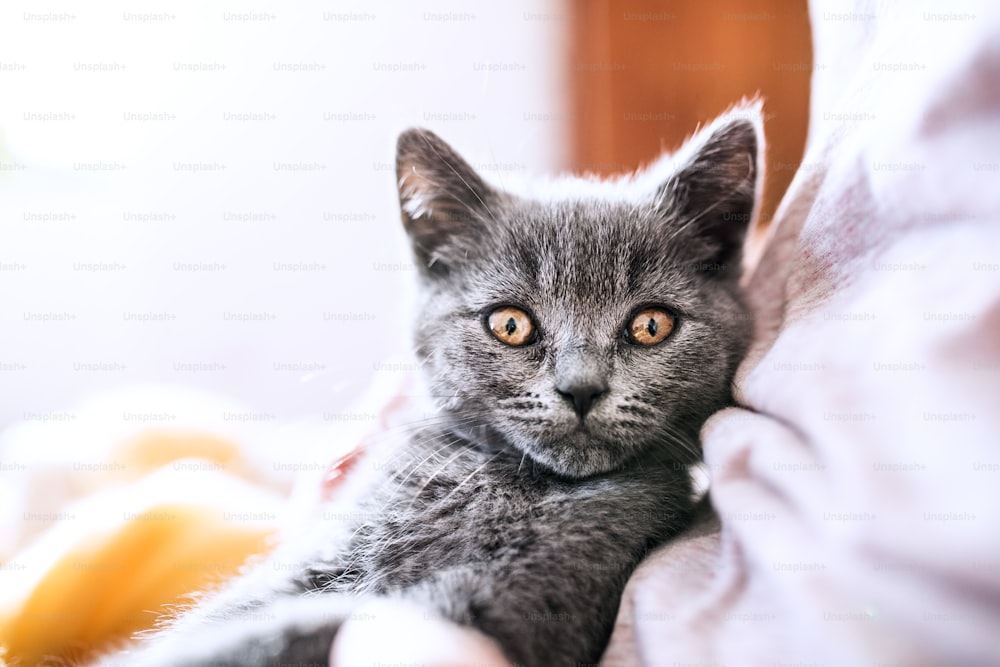 Unrecognizable young woman with a kitten on her lap.