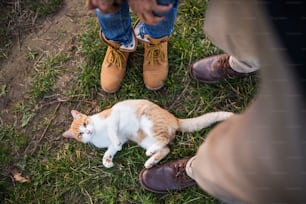 Un gato acostado en la hierba y las piernas y los pies de una pareja mayor irreconocible al aire libre.