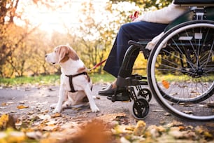 Anciana irreconocible en silla de ruedas con perro en la naturaleza otoñal. Mujer mayor en un paseo.