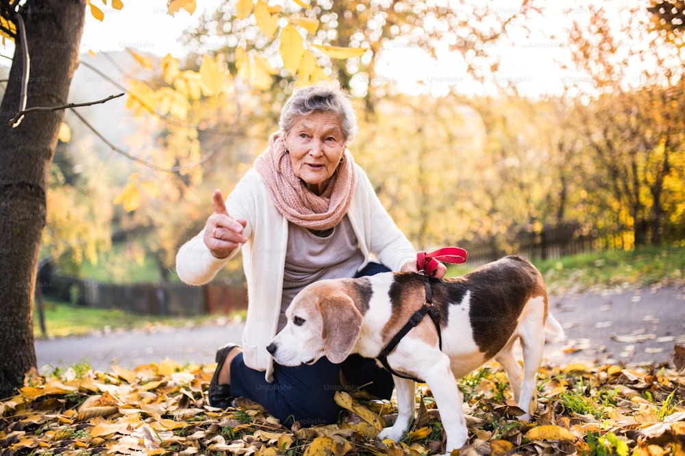 An elderly woman with dog in autumn nature. Senior woman on a walk.