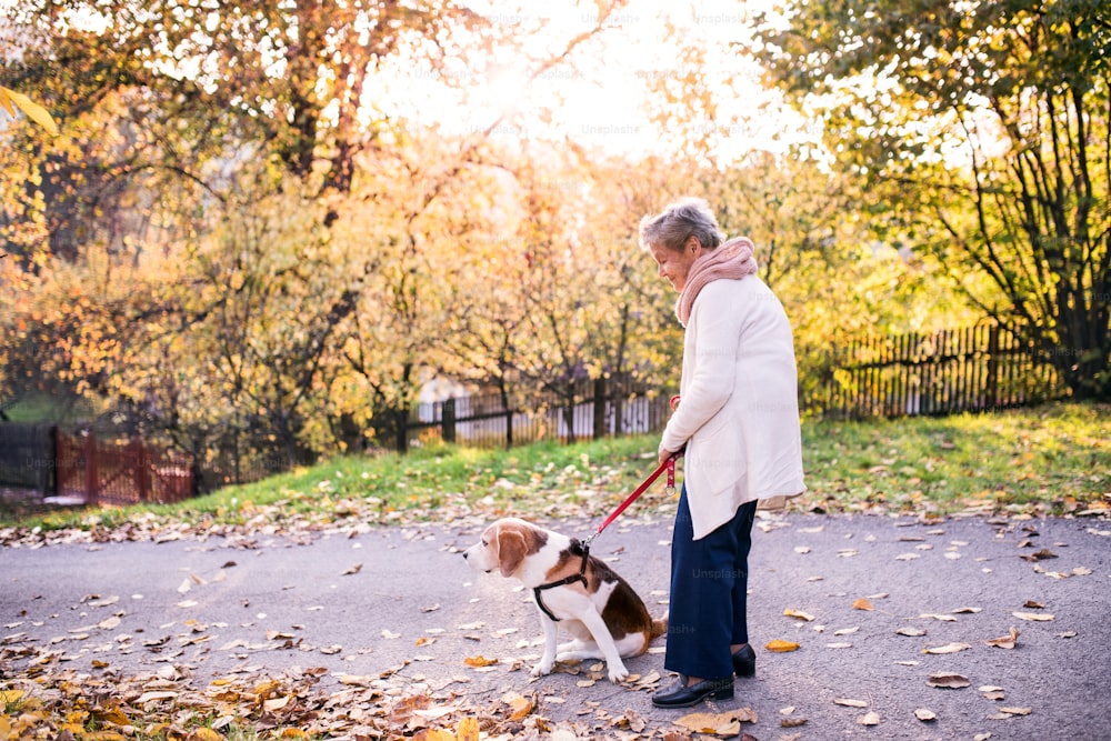 Eine ältere Frau mit Hund in der Herbstnatur. Ältere Frau auf einem Spaziergang.