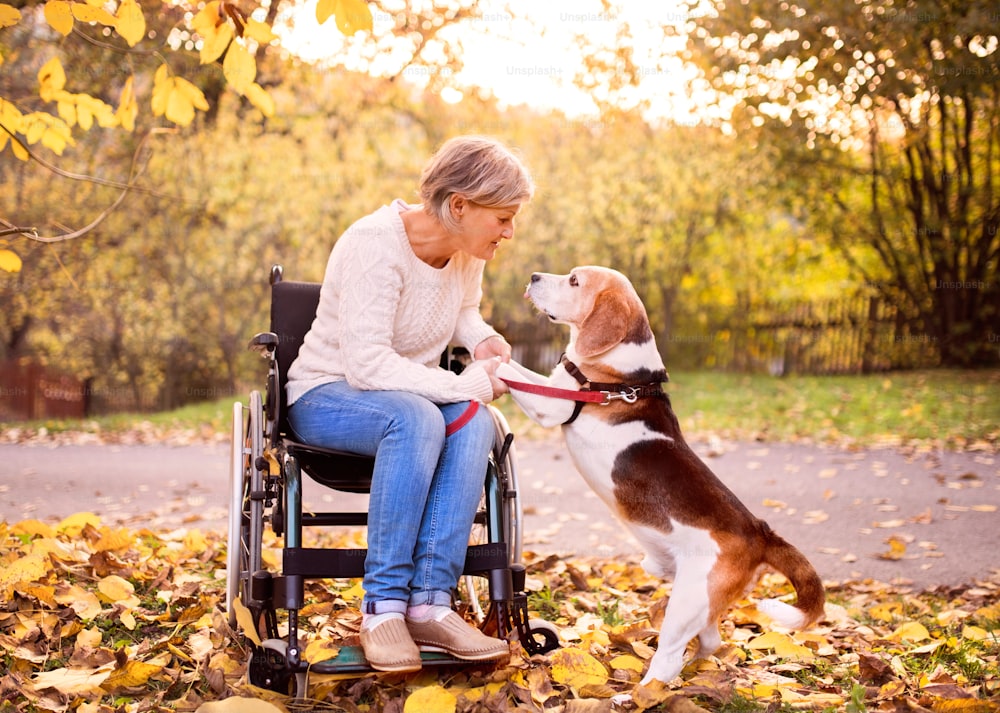 A senior woman in wheelchair with dog in autumn nature. Senior woman holding paws of the dog.