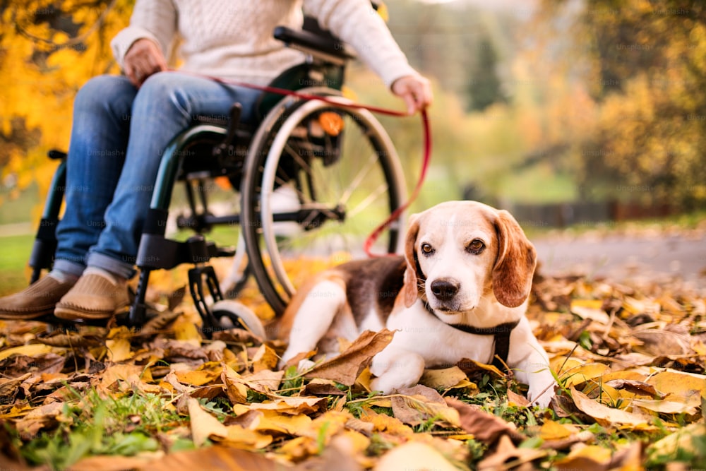 Unrecognizable senior woman in wheelchair with dog in autumn nature. Senior woman on a walk.
